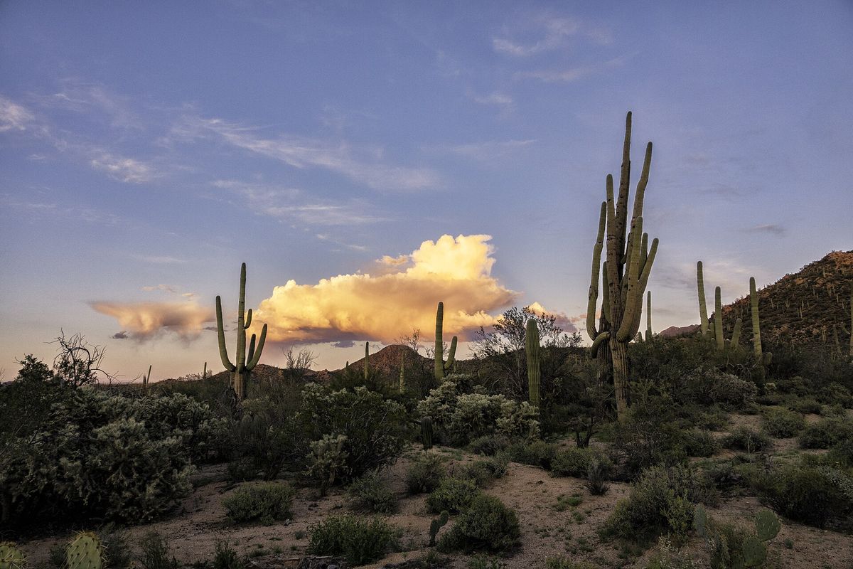 Saguaros at sunset in the Sonoran Desert